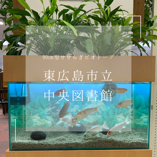 室内で錦鯉が飼育できます!