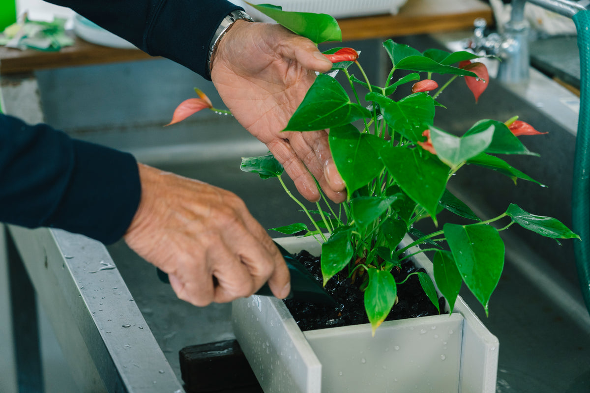 植え替え用植物 – せせらぎビオトープ 公式ストア