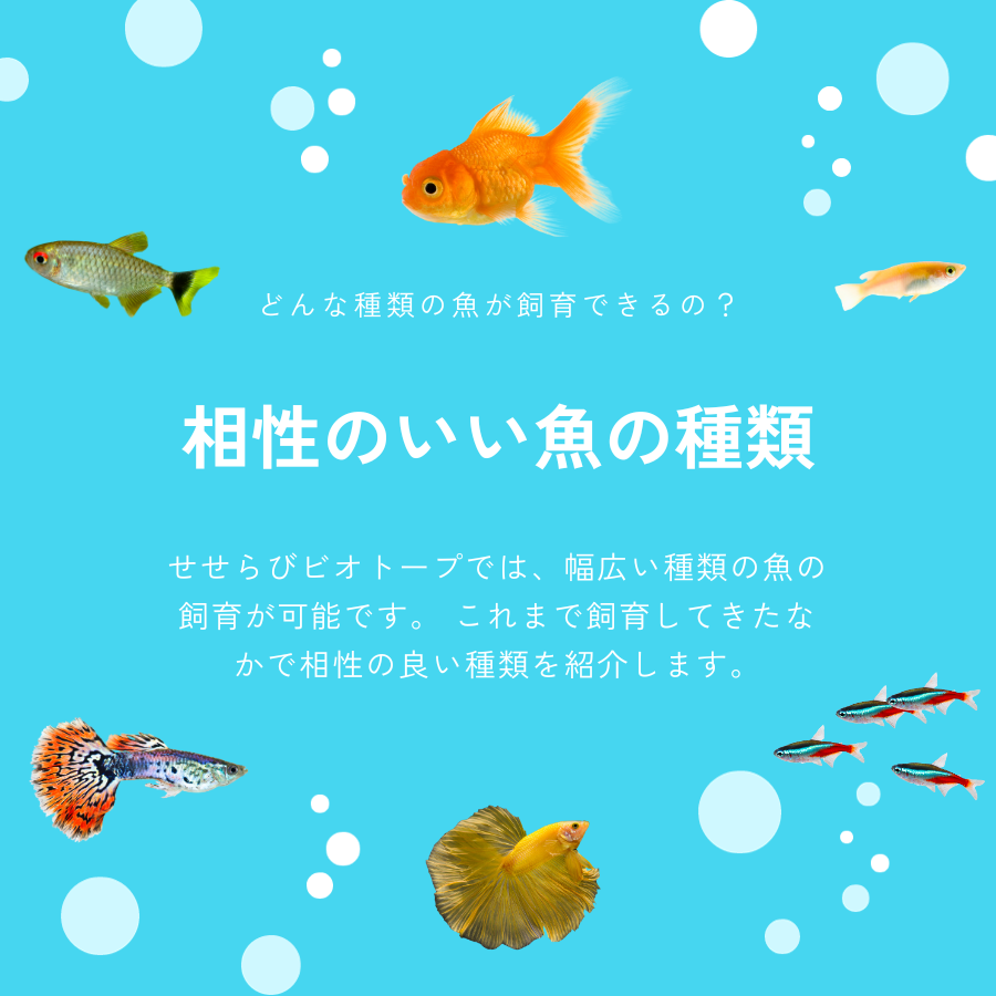 相性のいい魚の種類