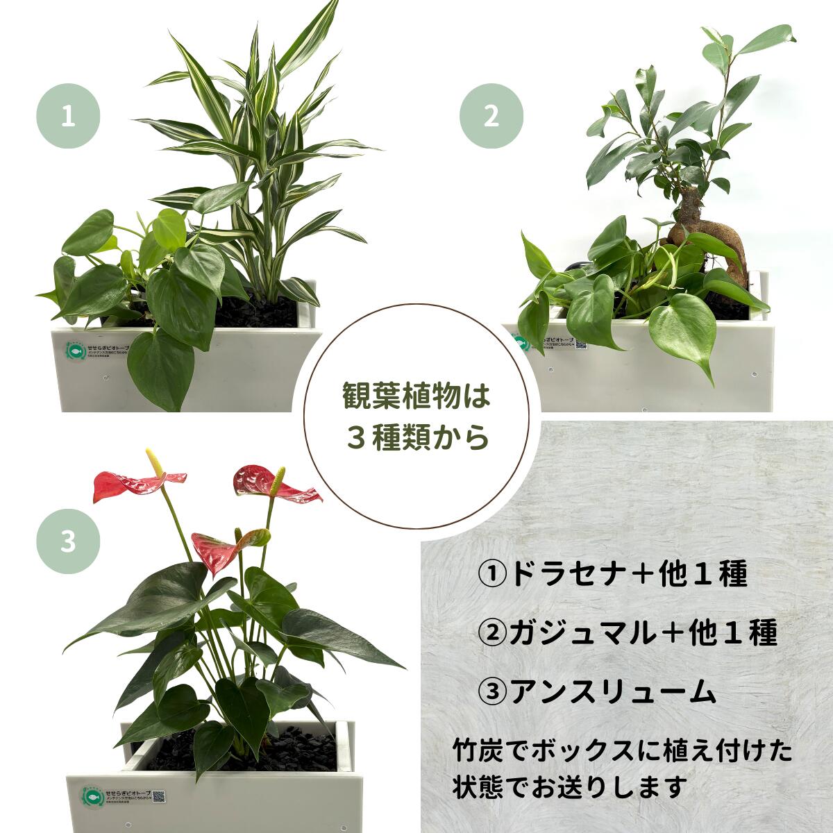 25cm型　せせらぎビオトープ　基本＋木枠・台セット　照明なし【送料無料】
