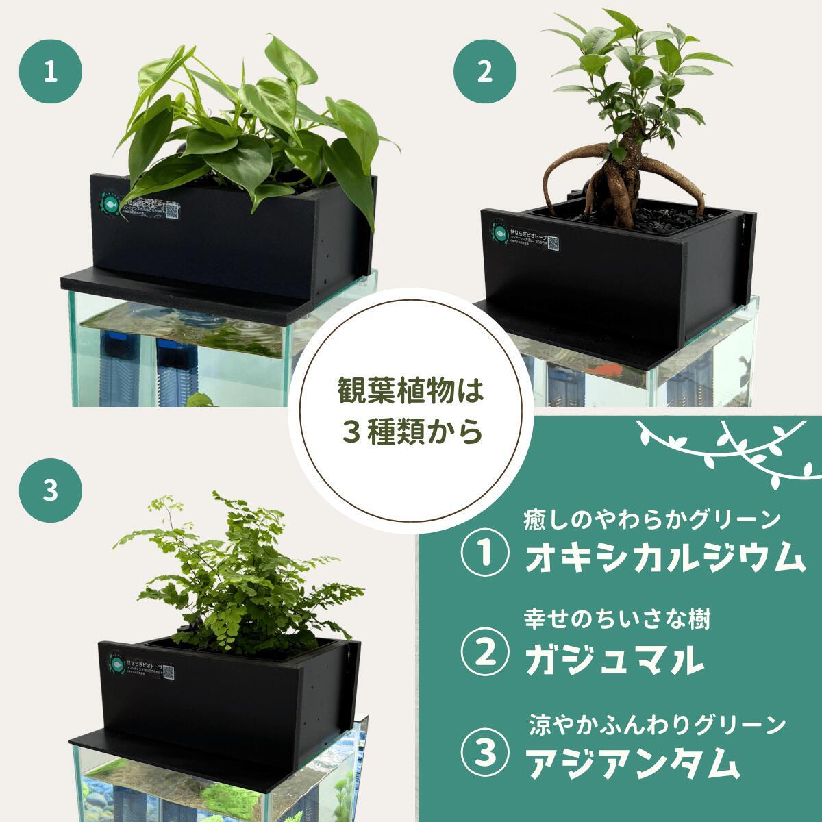 20cm型　せせらぎビオトープ　基本＋木枠セット　照明あり【送料無料】