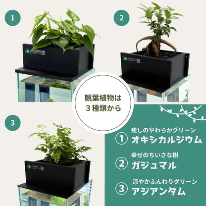 20cm型　せせらぎビオトープ　基本＋木枠セット　照明あり【送料無料】