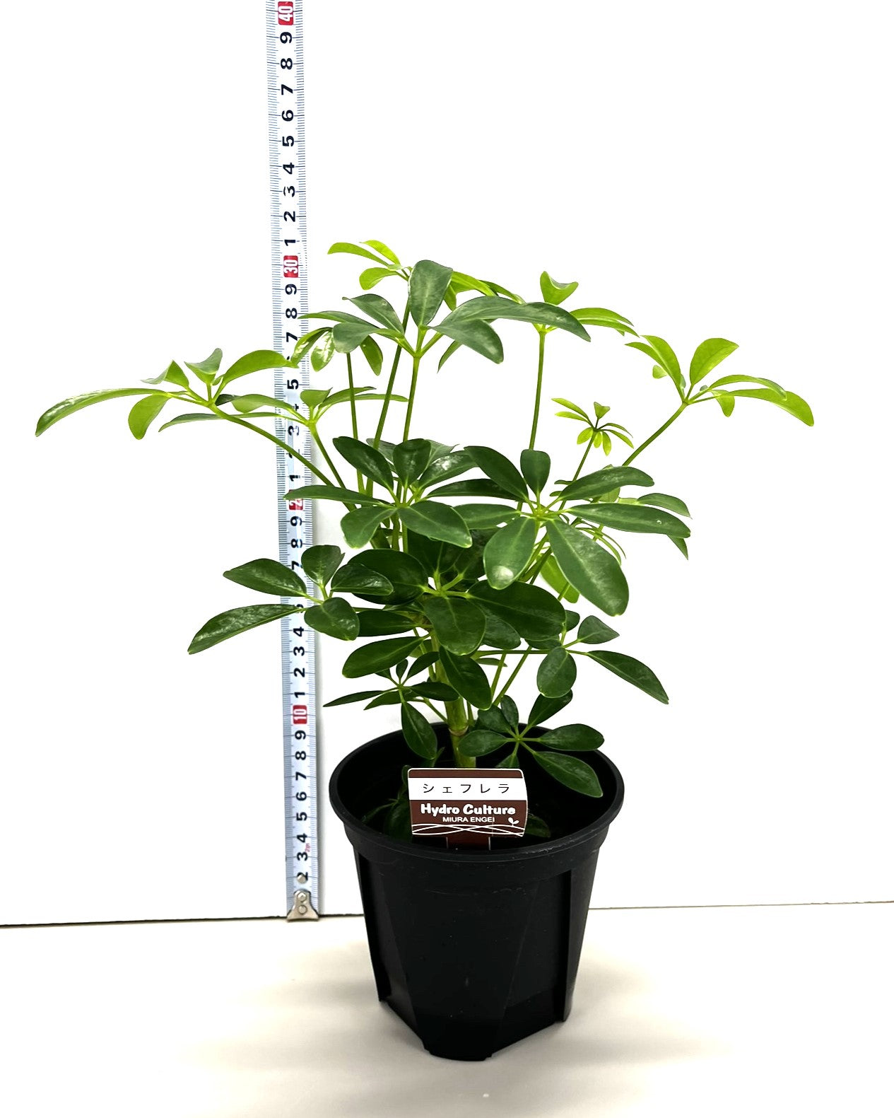 植え替え用シェフレラ【送料無料】