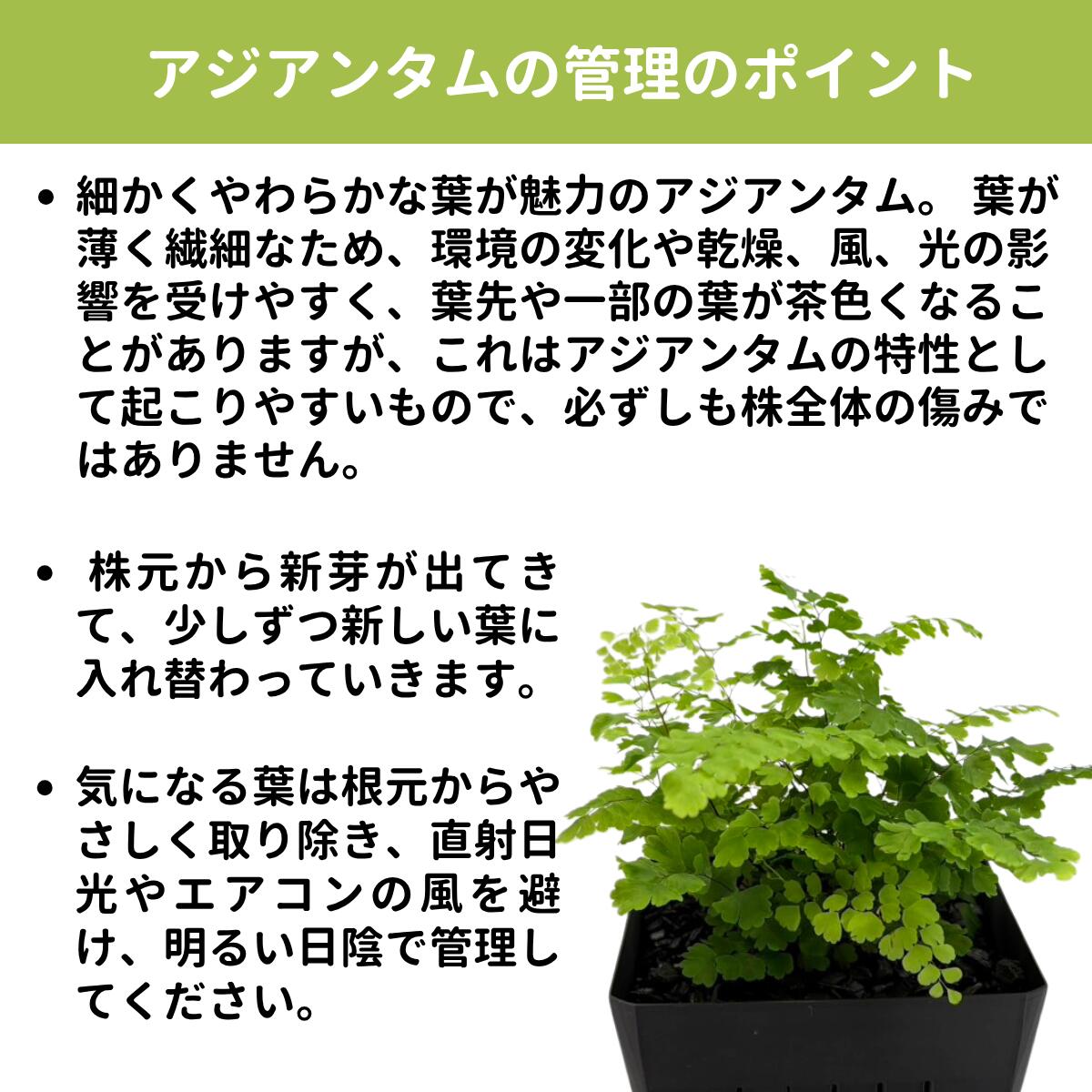 20cm型　せせらぎビオトープ　基本＋木枠セット　照明あり【送料無料】