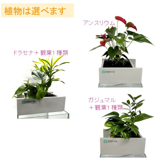 せせらぎビオトープ（25㌢用）　水槽無し Amazon | せせらぎビオトープ 水替え不要【水槽セット】 25cm型