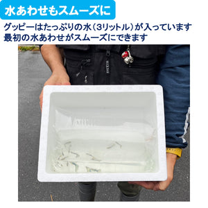 【4月～10月の季節限定商品】20cm型　せせらぎビオトープ　基本＋国産グッピー＋ヒーター付セット（グレー・黒）【送料無料】