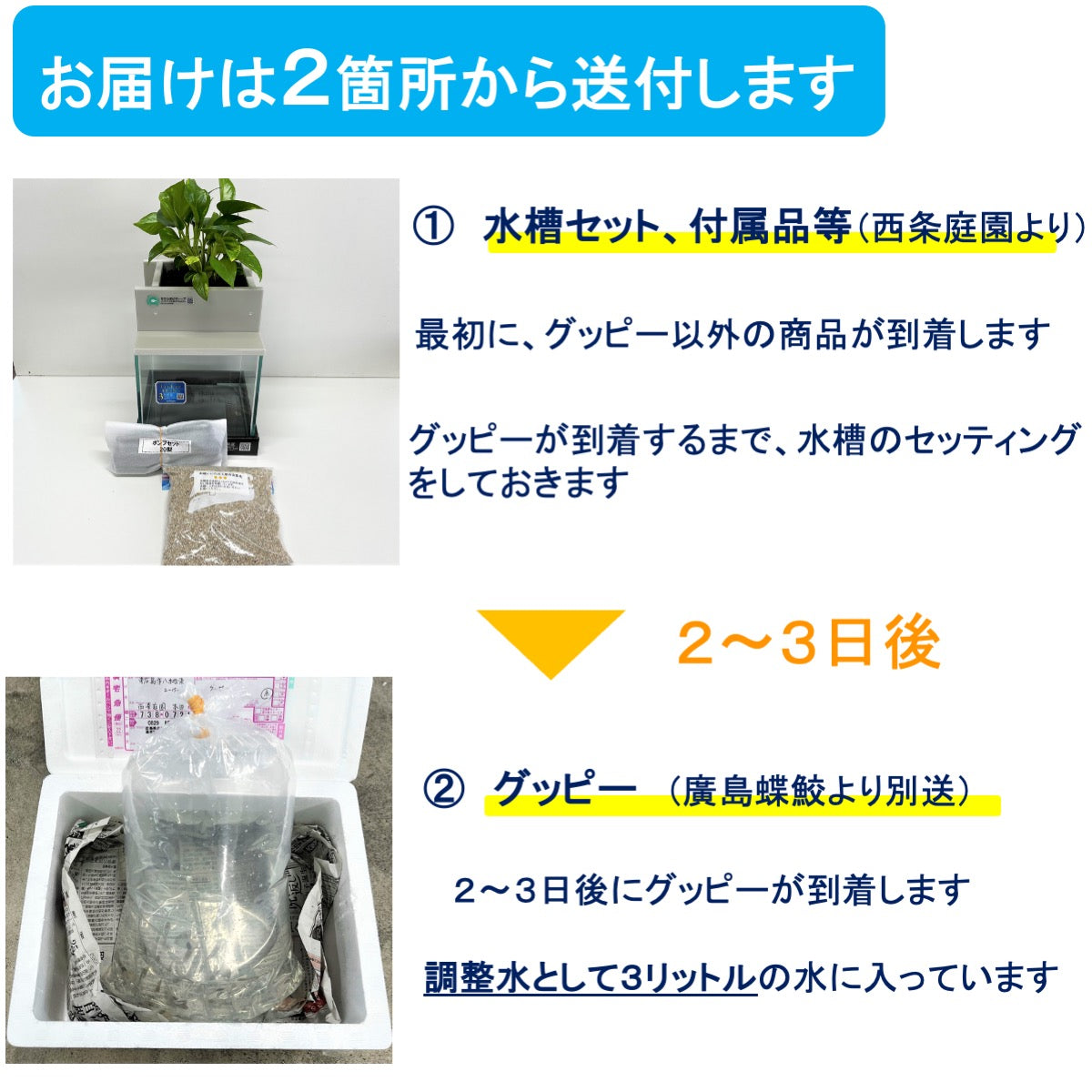 【4月～10月の季節限定商品】20cm型　せせらぎビオトープ　基本＋国産グッピー＋ヒーター付セット（グレー・黒）【送料無料】