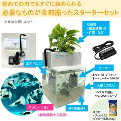 【4月～10月の季節限定商品】20cm型　せせらぎビオトープ　基本＋国産グッピー＋ヒーター付セット（グレー・黒）【送料無料】