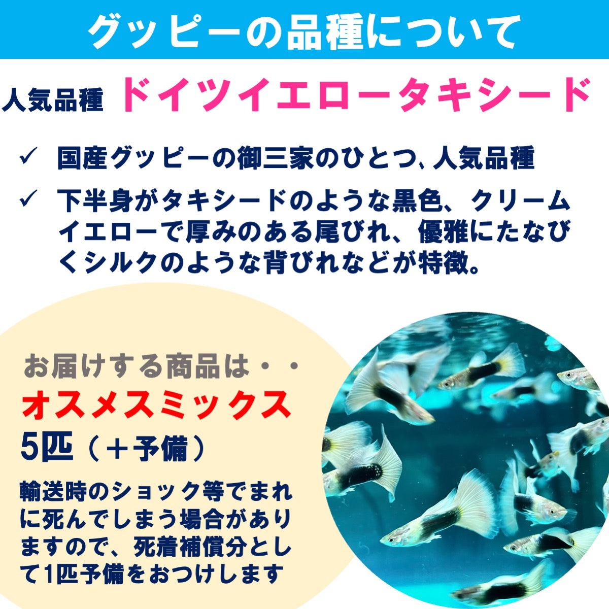 【4月～10月の季節限定商品】20cm型　せせらぎビオトープ　基本＋国産グッピー＋ヒーター付セット（グレー・黒）【送料無料】
