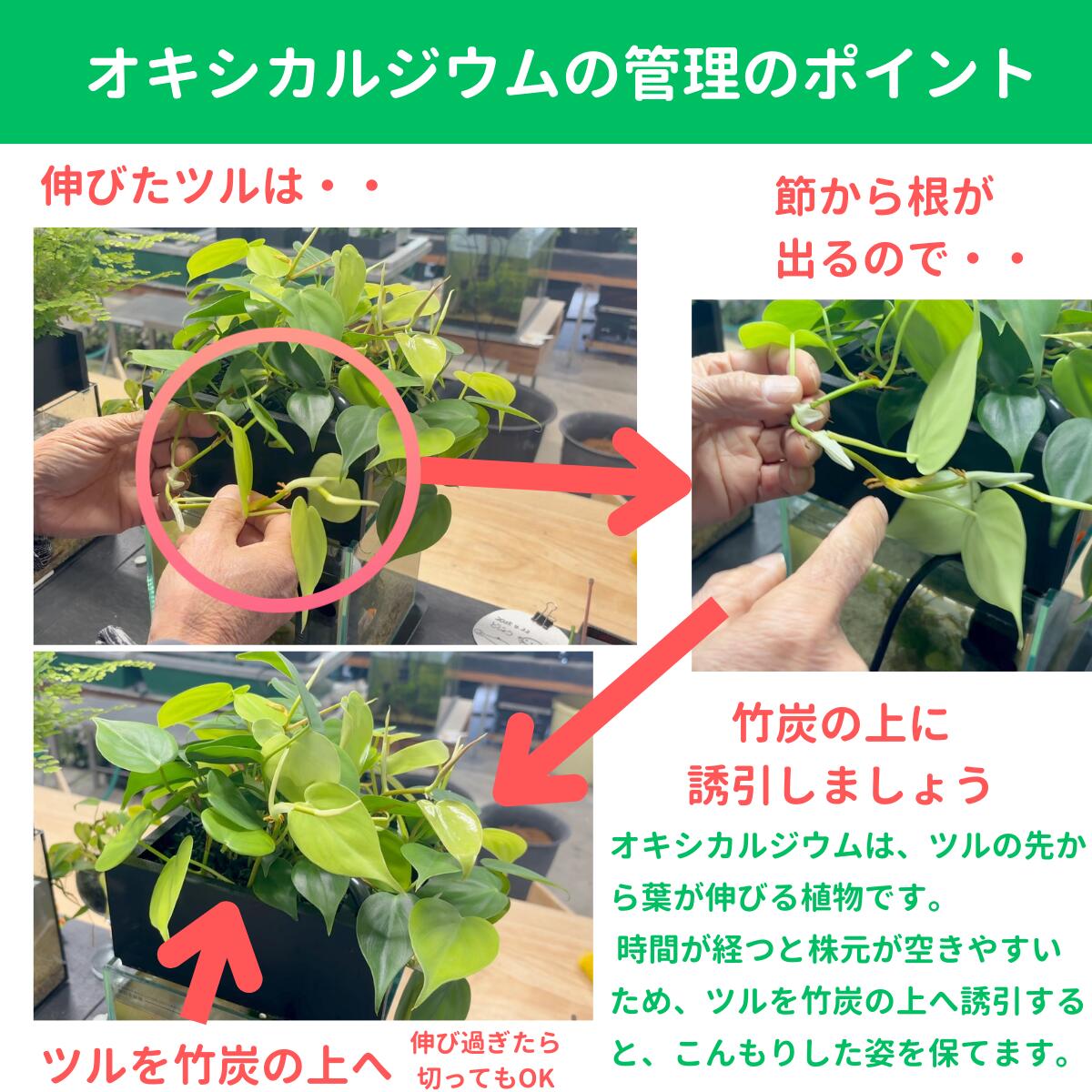 20cm型　せせらぎビオトープ　基本＋木枠セット　照明あり【送料無料】