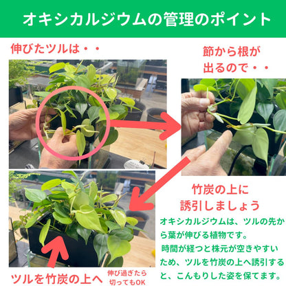 20cm型　せせらぎビオトープ　基本＋木枠セット　照明あり【送料無料】