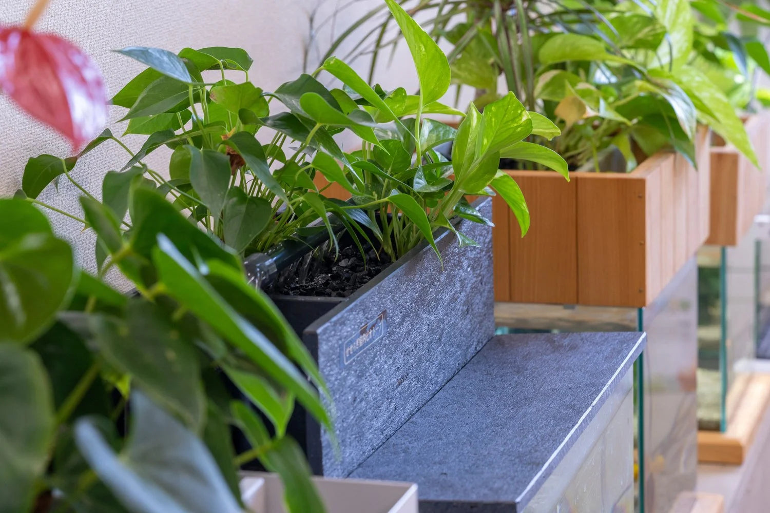 観葉植物と観賞魚が同時に楽しめるせせらぎビオトープ