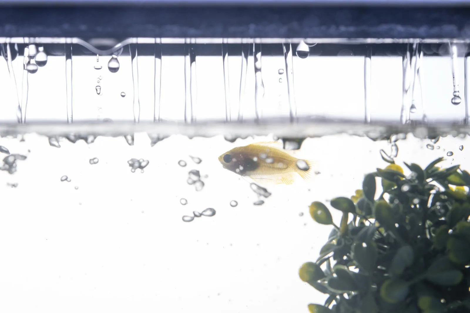水面のクローズアップ。気泡と水の透明度
