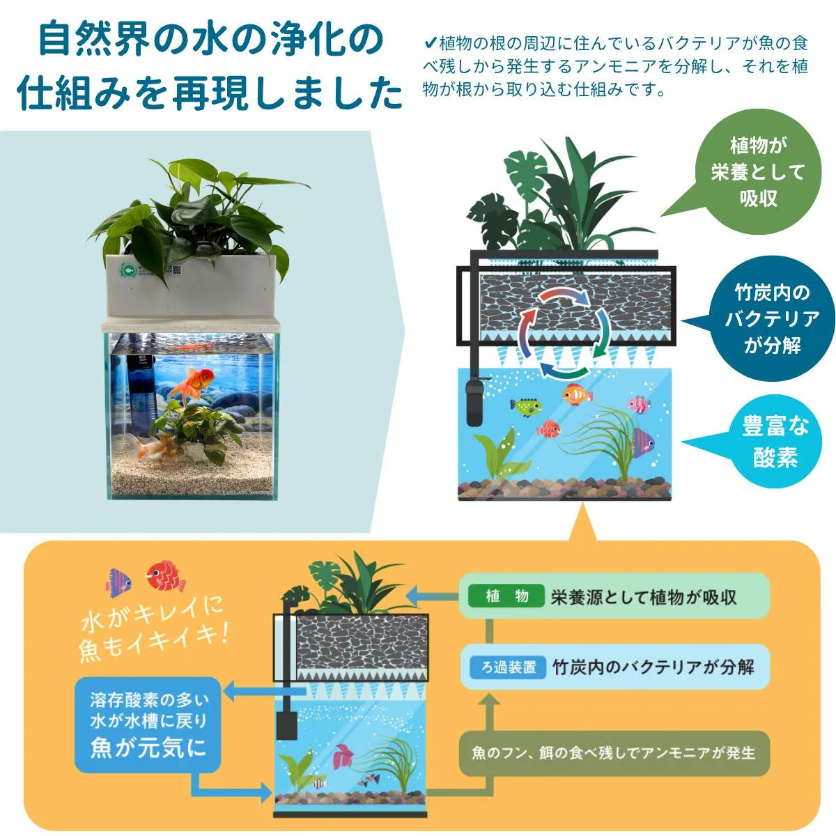 竹炭のバクテリアが分解し、植物が吸収し、浄化された水が酸素とともに水槽へ戻る仕組みの図解